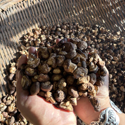 云南【深山野生小香菇】营养丰富 菇香浓郁 藏在大山深处的美味 纯天然自然生长 手工采摘 ！ 商品图5