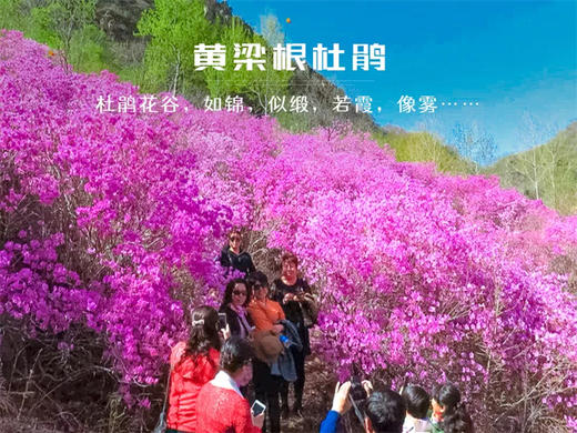 【黄梁根1日】北京最壮观最集中的杜鹃花-黄梁根11公里环穿<初级强度> 商品图1