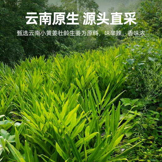 【杞里香云南小黄姜茶干姜片150g】泡茶水喝食用姜多，泡茶、炖汤、打粉皆宜防己倪师推荐甘草干姜云南小黄姜茶老姜驱寒生姜干 商品图3