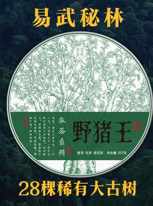 【2025野猪王】野猪林茶王树 商品图0