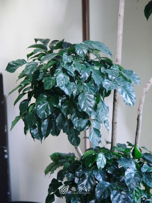 多层绿宝 商品图1