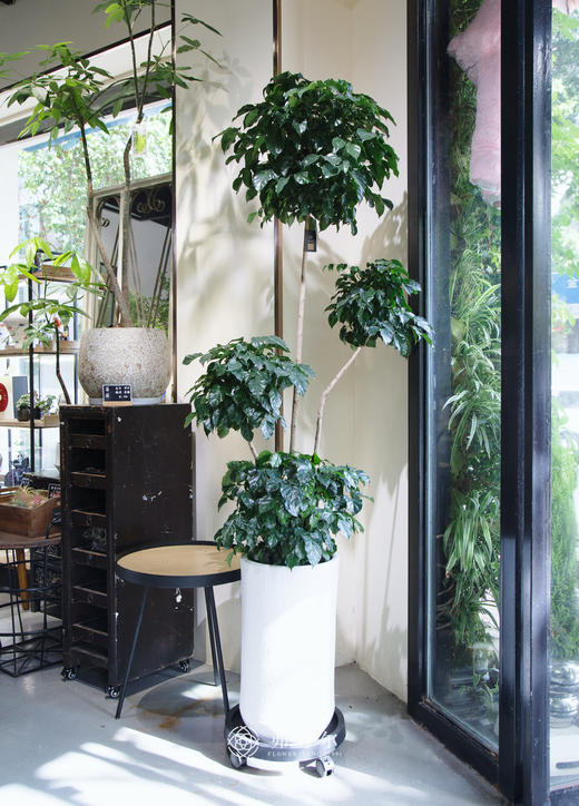 多层绿宝 商品图0