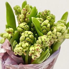 荷兰花材 | 风信子樱桃红 Amore