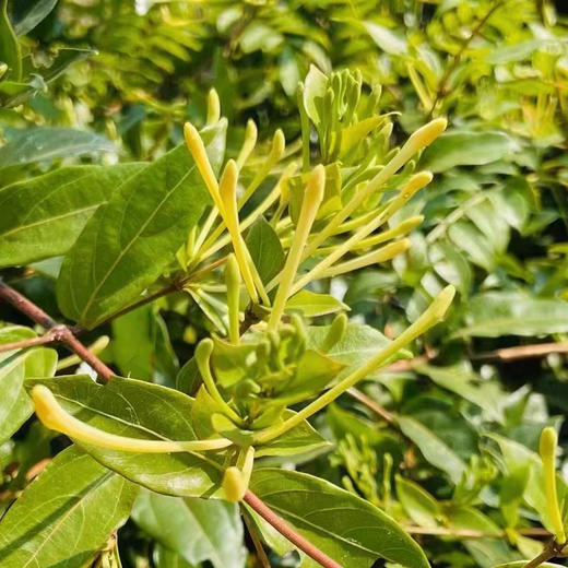云南【纯野生金银花】饱满鲜艳 自然馥郁 香气纯正 深山自然生长，手工采摘，自然晾晒！ 商品图2