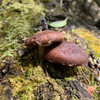 云南【深山野生小香菇】营养丰富 菇香浓郁 藏在大山深处的美味 纯天然自然生长 手工采摘 ！ 商品缩略图3