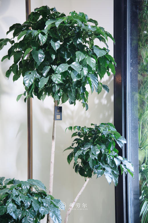 多层绿宝 商品图2