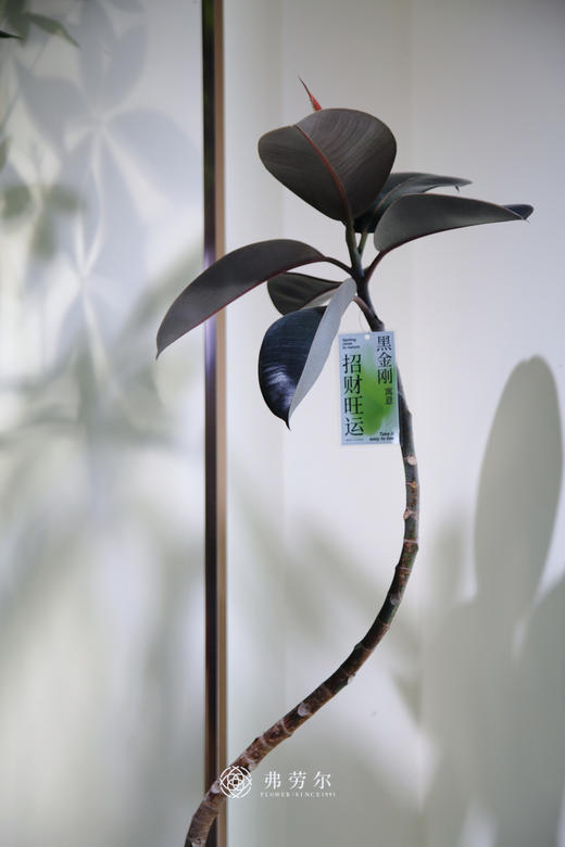 造型黑金刚 商品图2