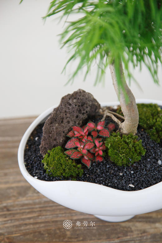 金钱松 商品图2