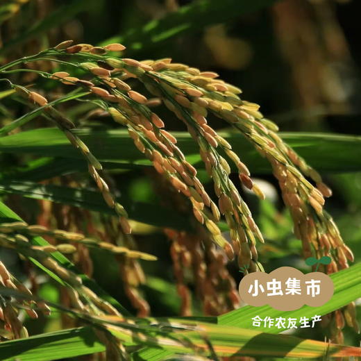 生态老品种如意米 5斤 | 合作农友生产，来自浙江湖州，生产者：王陆良 *【公平贸易农人定价】 商品图5