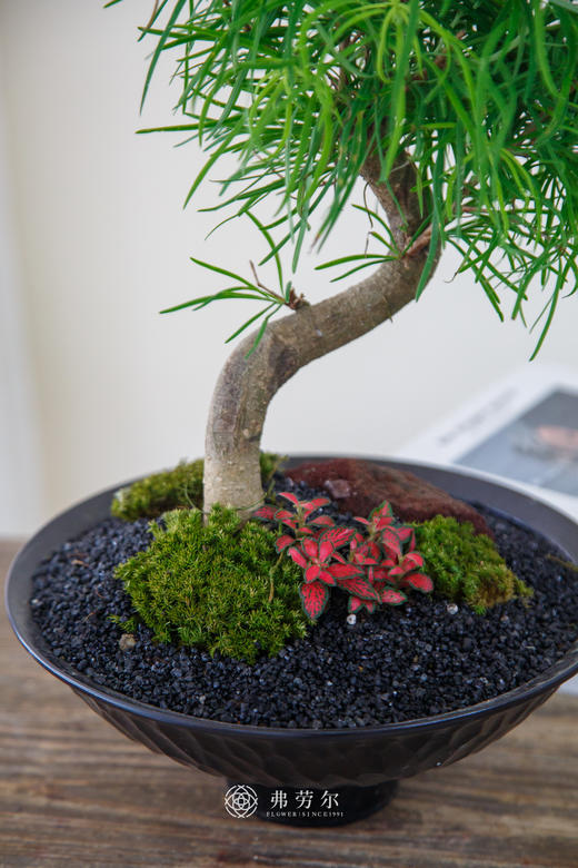 金钱松 商品图2