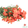 多头康乃馨-三文鱼 10枝/扎 商品缩略图1