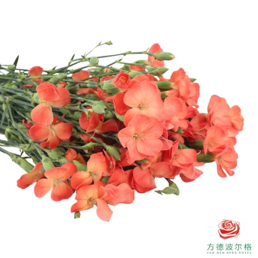 多头康乃馨-三文鱼 10枝/扎 商品图1