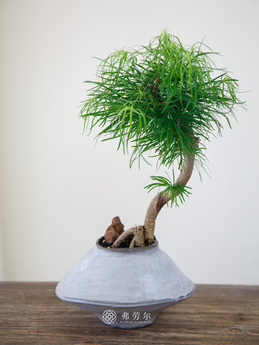 金钱松 商品图0