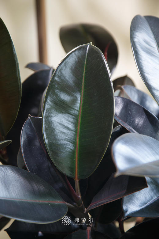 棒棒糖黑金刚 商品图2