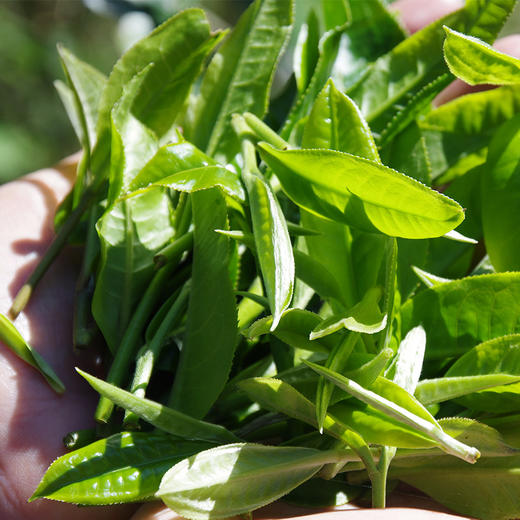 【茶王树系列】元昌号2025年曼松一类茶王树100克生饼 商品图1