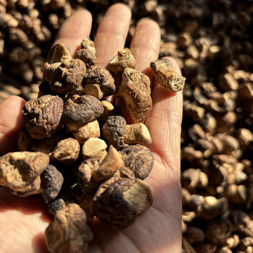 云南【深山野生小香菇】营养丰富 菇香浓郁 藏在大山深处的美味 纯天然自然生长 手工采摘 ！ 商品图0