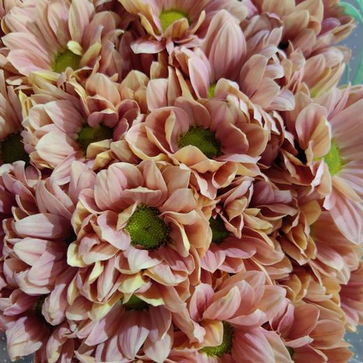 网红花材三文鱼小雏菊10支 商品图3