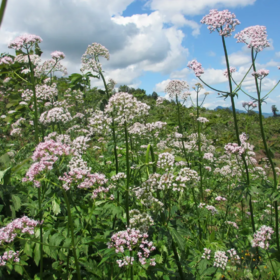  诺贝尔奖认证的"心血管守护神"！每天1粒，护心脏、通血管、助长寿~ 
