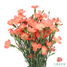 多头康乃馨-三文鱼 10枝/扎