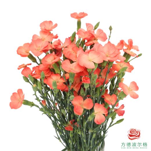 多头康乃馨-三文鱼 10枝/扎 商品图0