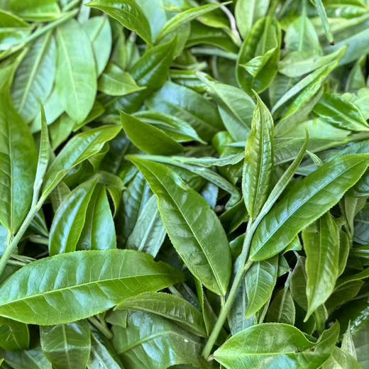 【茶王树系列】元昌号2025年老班章一类茶王树100克生饼 商品图1