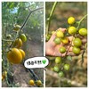 【青甜小番茄】薄皮爆汁，甜得过瘾，外皮紧实，内里爆浆，浓郁番茄味加上脆甜爆浆感，堪称“爆汁小炸弹” 商品缩略图6