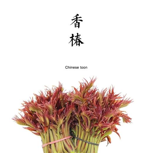 【72小时内发出】中条山红油香椿【基地直发】 商品图0