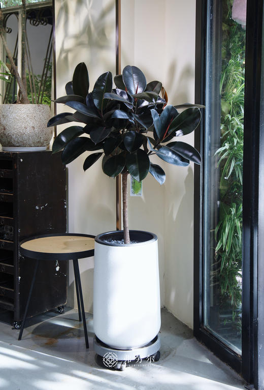 棒棒糖黑金刚 商品图0