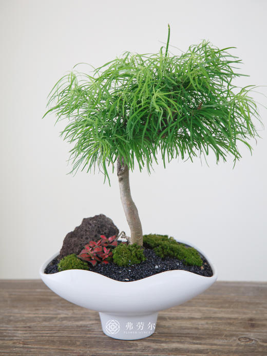 金钱松 商品图0