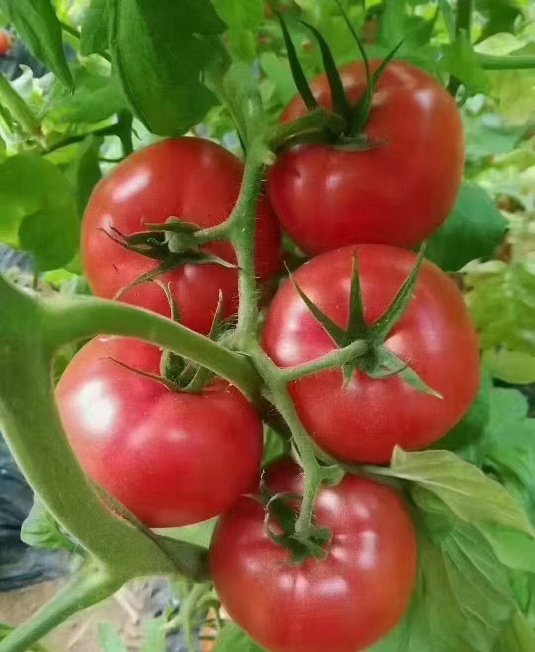 西红柿普罗旺斯每公斤