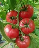 西红柿普罗旺斯每公斤 商品缩略图0