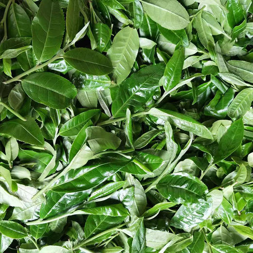 【茶王树系列】元昌号2025年哆依树一类茶王树100克生饼 商品图1