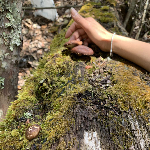 云南【深山野生小香菇】营养丰富 菇香浓郁 藏在大山深处的美味 纯天然自然生长 手工采摘 ！ 商品图4
