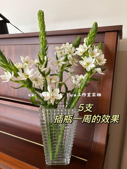 就卖2天【给家里换束花】超长待机 圣心百合（无香），5支，10支 商品图0