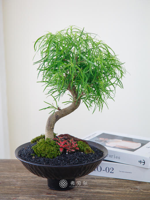 金钱松 商品图0