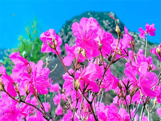 【黄梁根1日】北京最壮观最集中的杜鹃花-黄梁根11公里环穿<初级强度> 商品图3