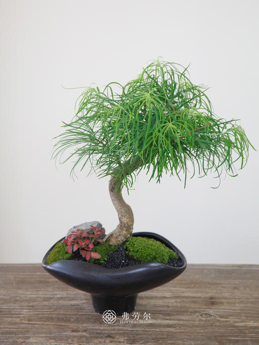 金钱松 商品图0