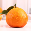 四川汉源阿斯蜜明日见柑橘  顺丰/京东发货 商品缩略图2