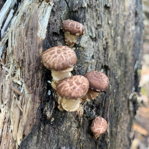 云南【深山野生小香菇】营养丰富 菇香浓郁 藏在大山深处的美味 纯天然自然生长 手工采摘 ！ 商品图2