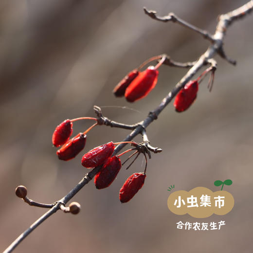 秦岭生态山茱萸 30g/罐 | 合作农友生产，产自陕西汉中秦岭，生产者：刘蜜书 ＆【公平贸易农人定价】 商品图2