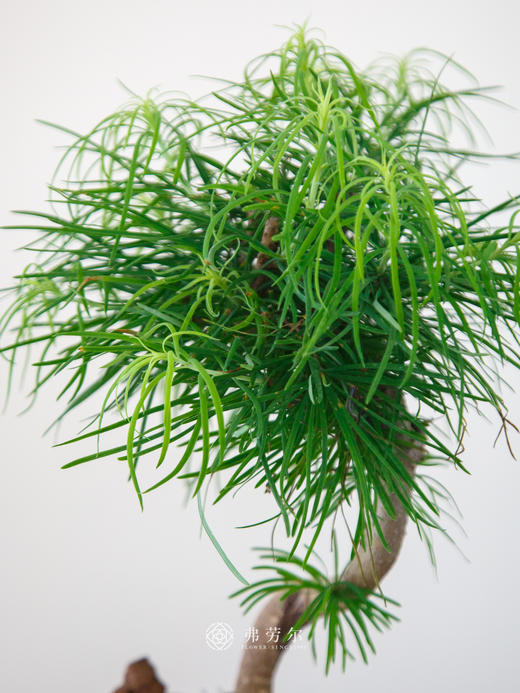 金钱松 商品图1