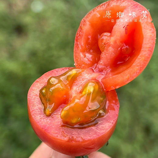 【预售，排单发货】露天有机小番茄/露天有机草莓番茄（基地直发－顺丰包邮）| 多种规格，来自云南丽江华坪，生产者：庄代康【合作生产，公平贸易】 商品图6