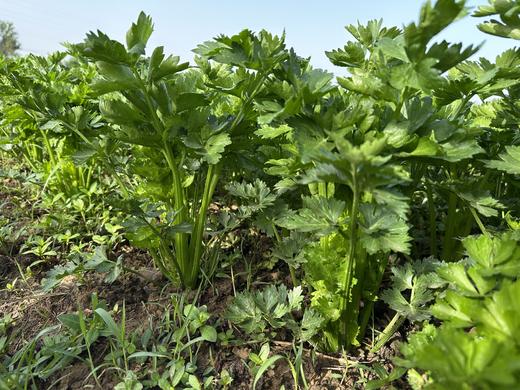 自产/有机种植  西芹 （单品零售，顺丰包邮） 商品图3