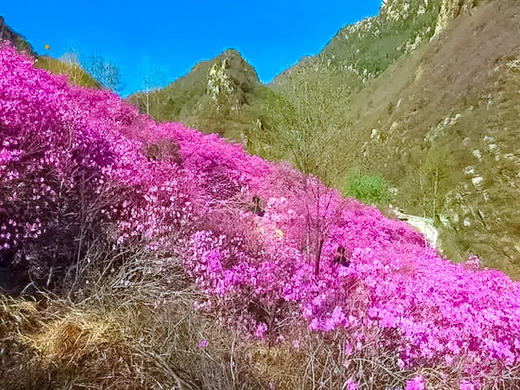 【黄梁根1日】北京最壮观最集中的杜鹃花-黄梁根11公里环穿<初级强度> 商品图8