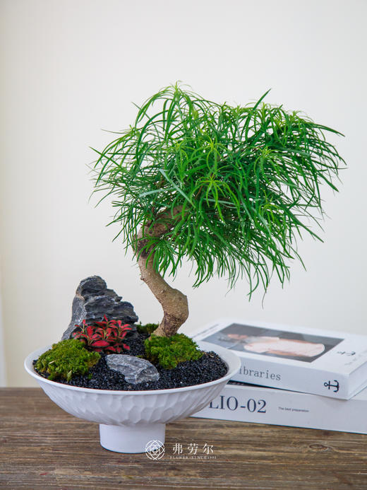 金钱松 商品图0