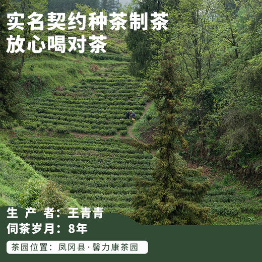 贵州绿茶雪芽2026年新茶特级一级嫩香持久鲜醇回甘 商品图5