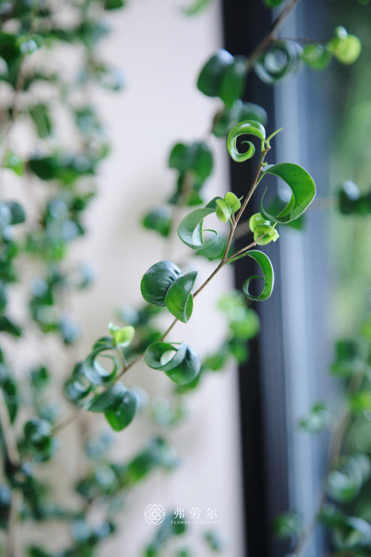 卷福盆栽 商品图1