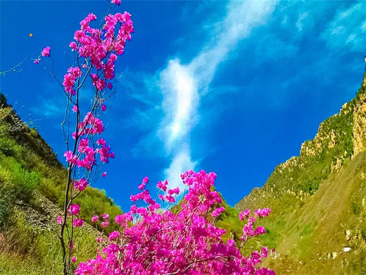 【黄梁根1日】北京最壮观最集中的杜鹃花-黄梁根11公里环穿<初级强度> 商品图6