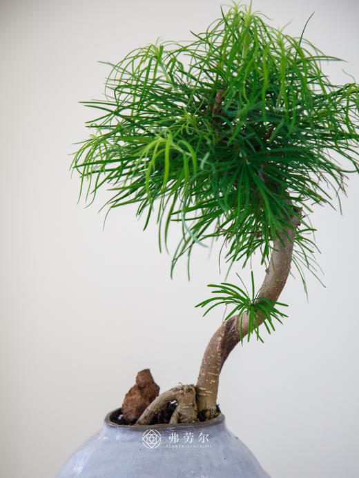 金钱松 商品图2