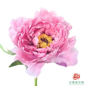 牡丹-珊瑚台 5枝1扎